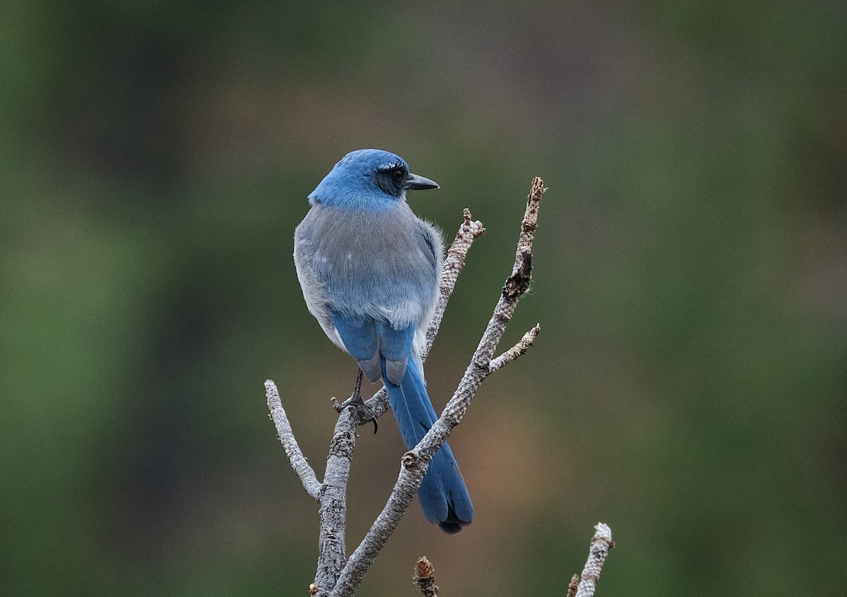 Woodhouse's Scrub-Jay - ML645739385