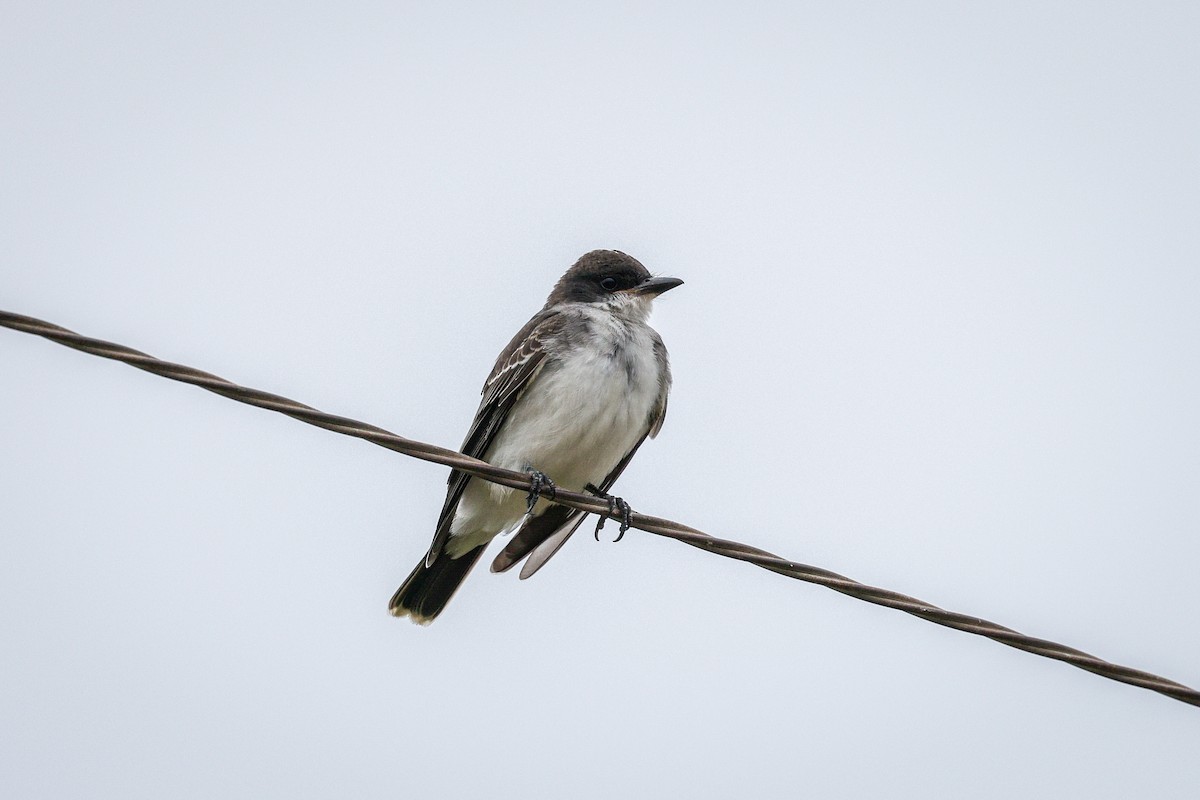 Tyran tritri - ML645739387