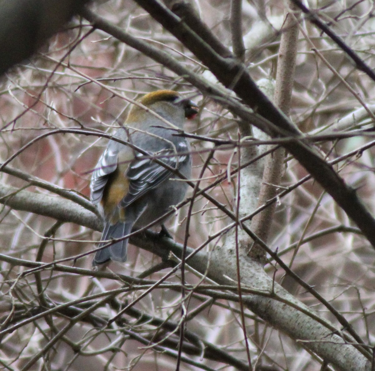 Tayga Çütresi - ML645739393