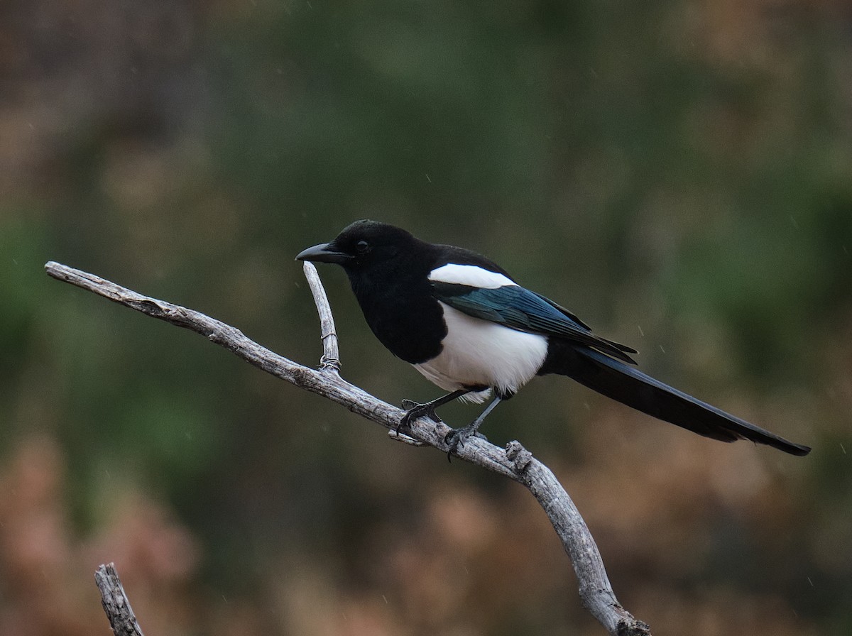 Black-billed Magpie - ML645739396