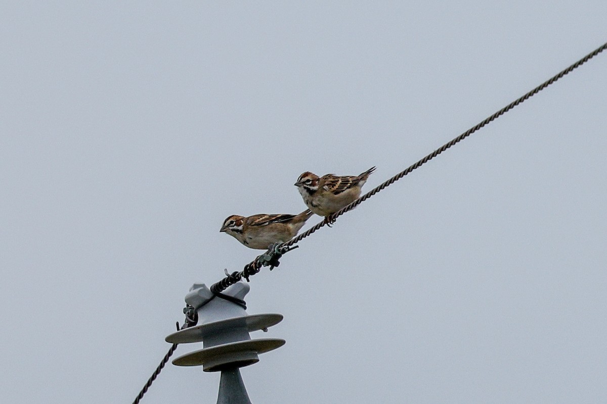 Lark Sparrow - ML645739398
