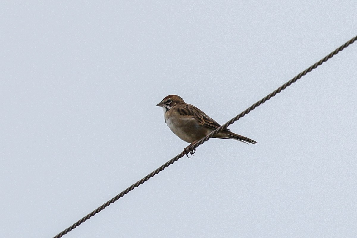 Lark Sparrow - ML645739399