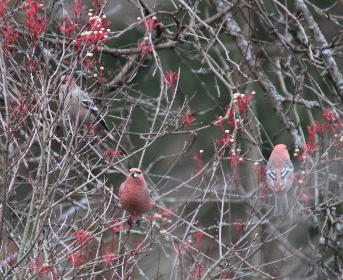 Tayga Çütresi - ML645739400