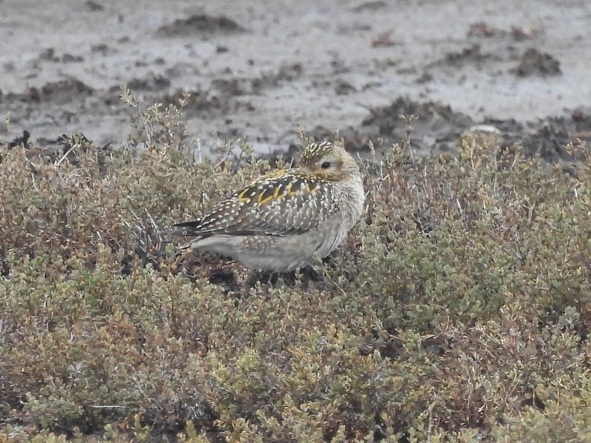 Pacific Golden-Plover - ML645739401