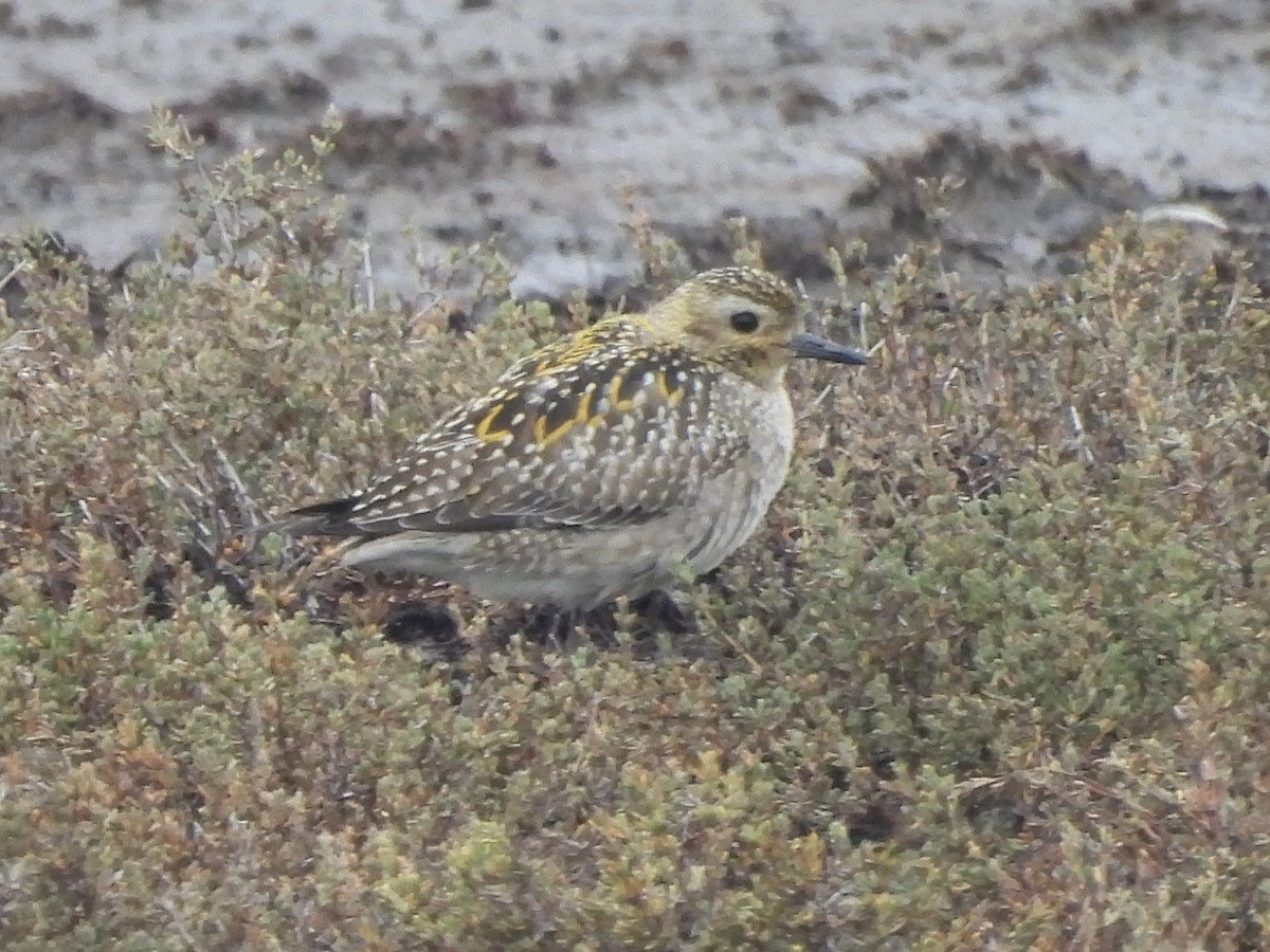 Pacific Golden-Plover - ML645739402