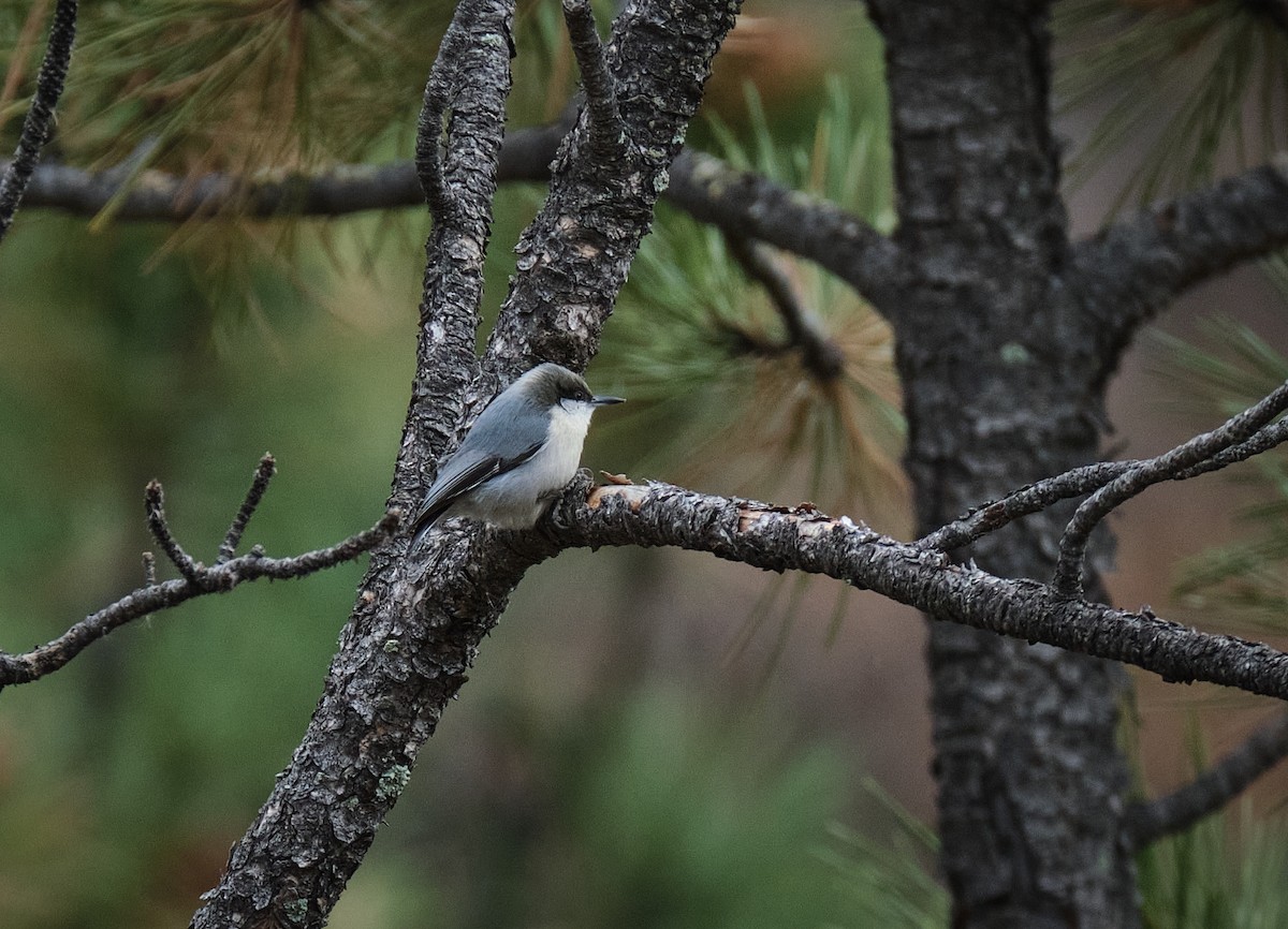 Pygmy Nuthatch - ML645739406