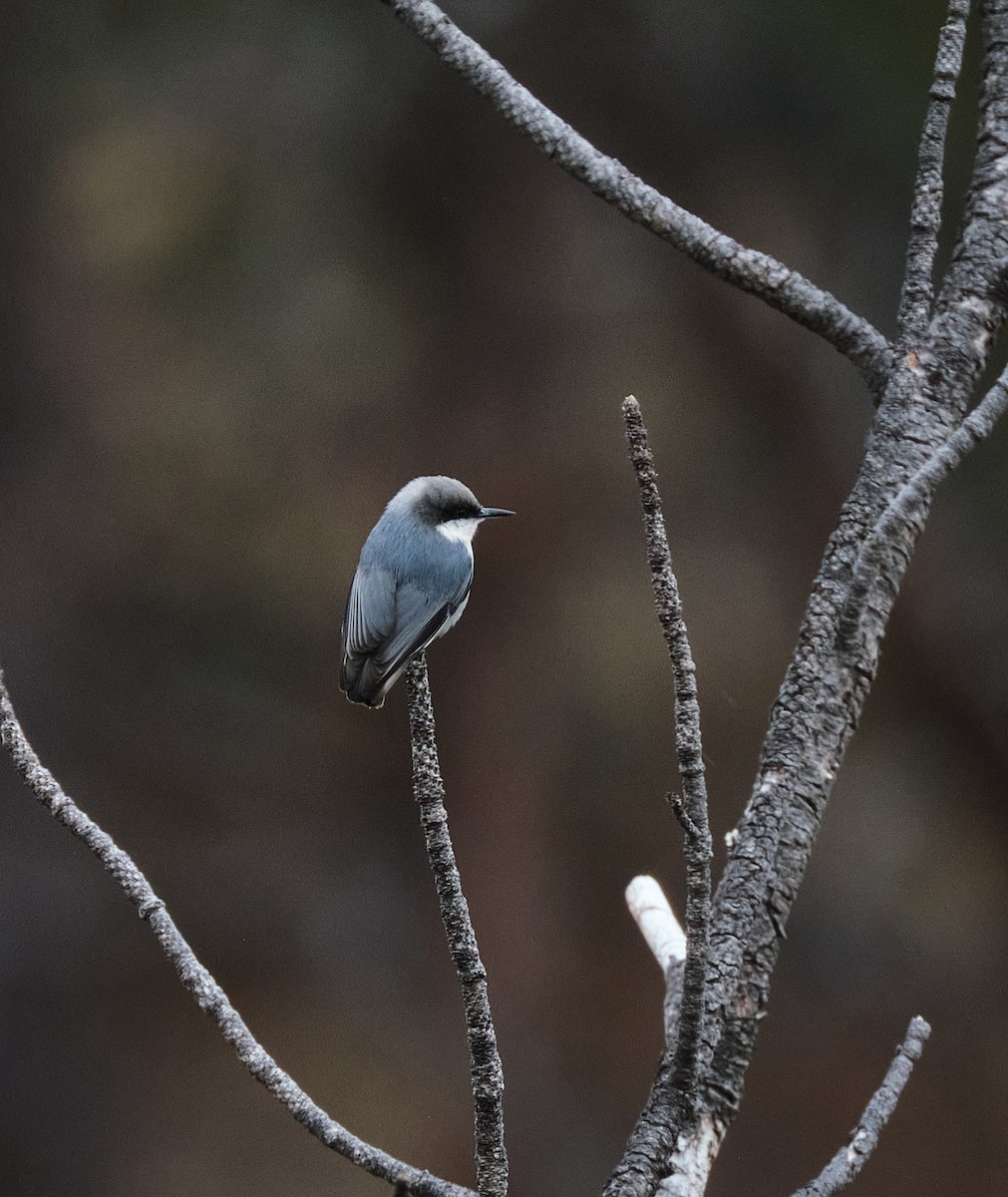 Pygmy Nuthatch - ML645739407