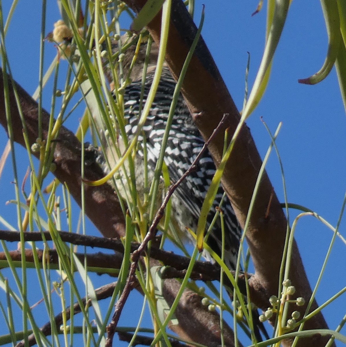 Gila Woodpecker - ML645739412