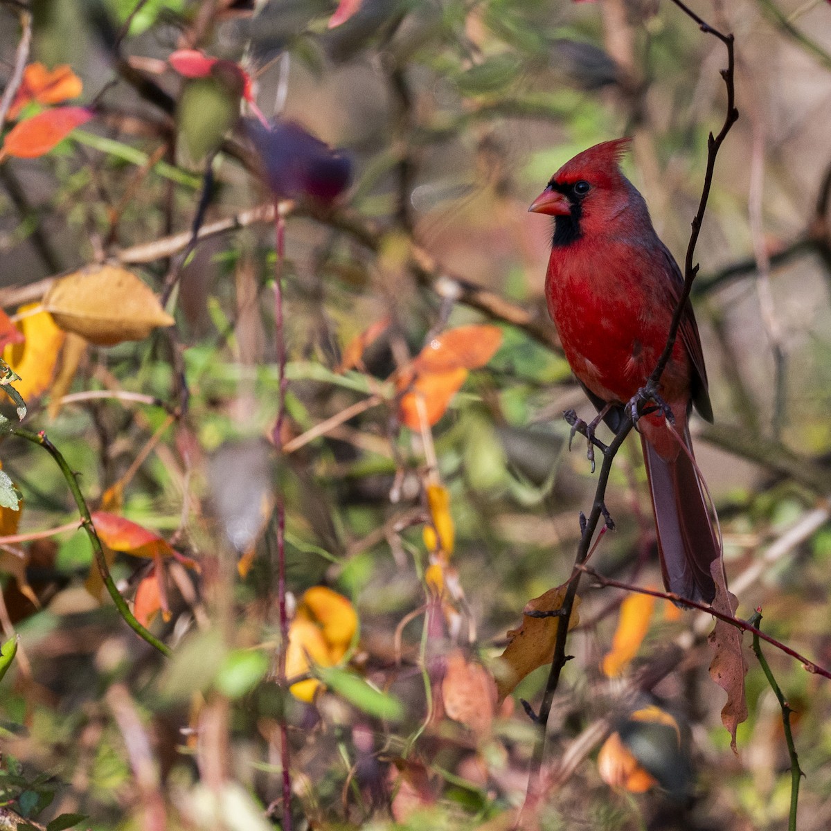 Northern Cardinal - ML645739416