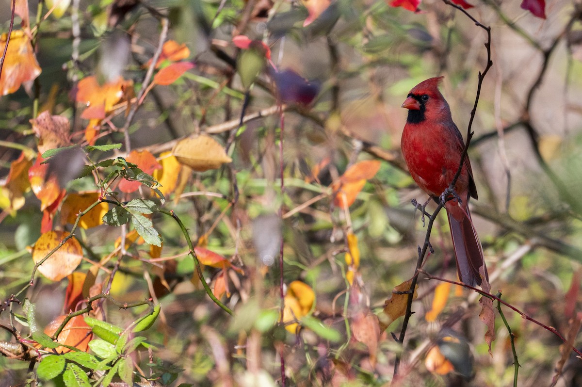 Northern Cardinal - ML645739417
