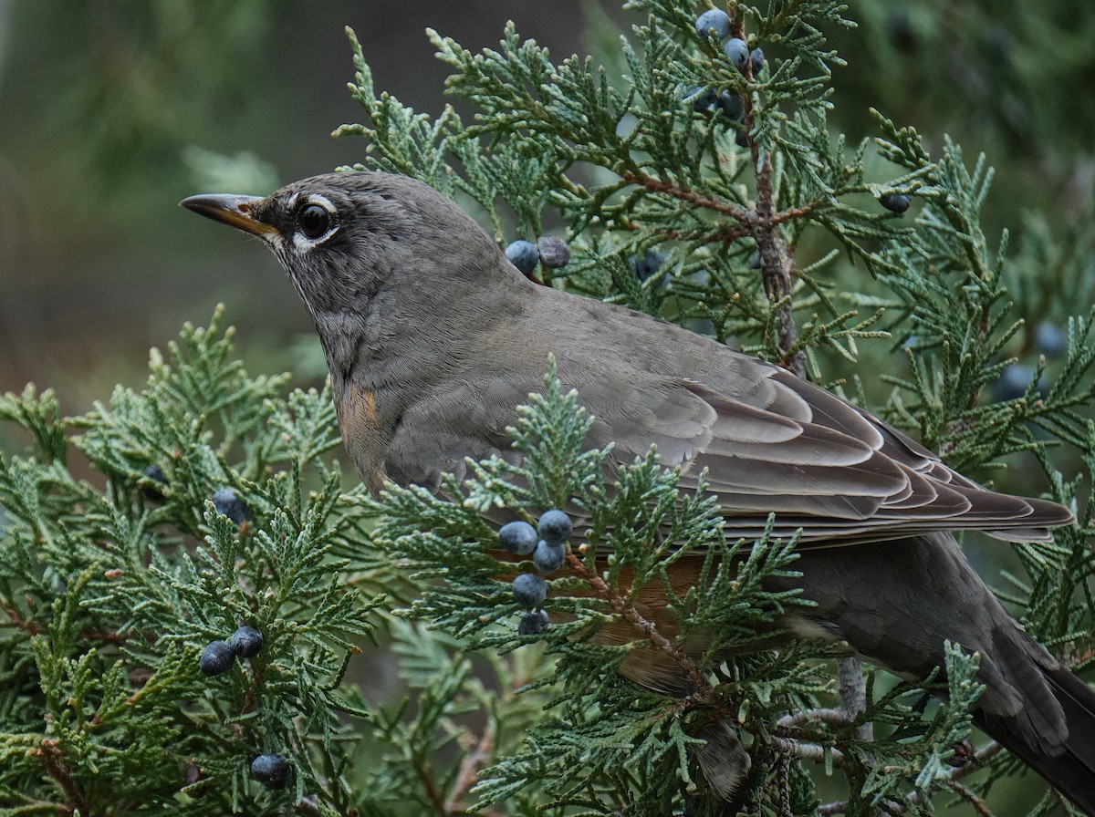 American Robin - ML645739418