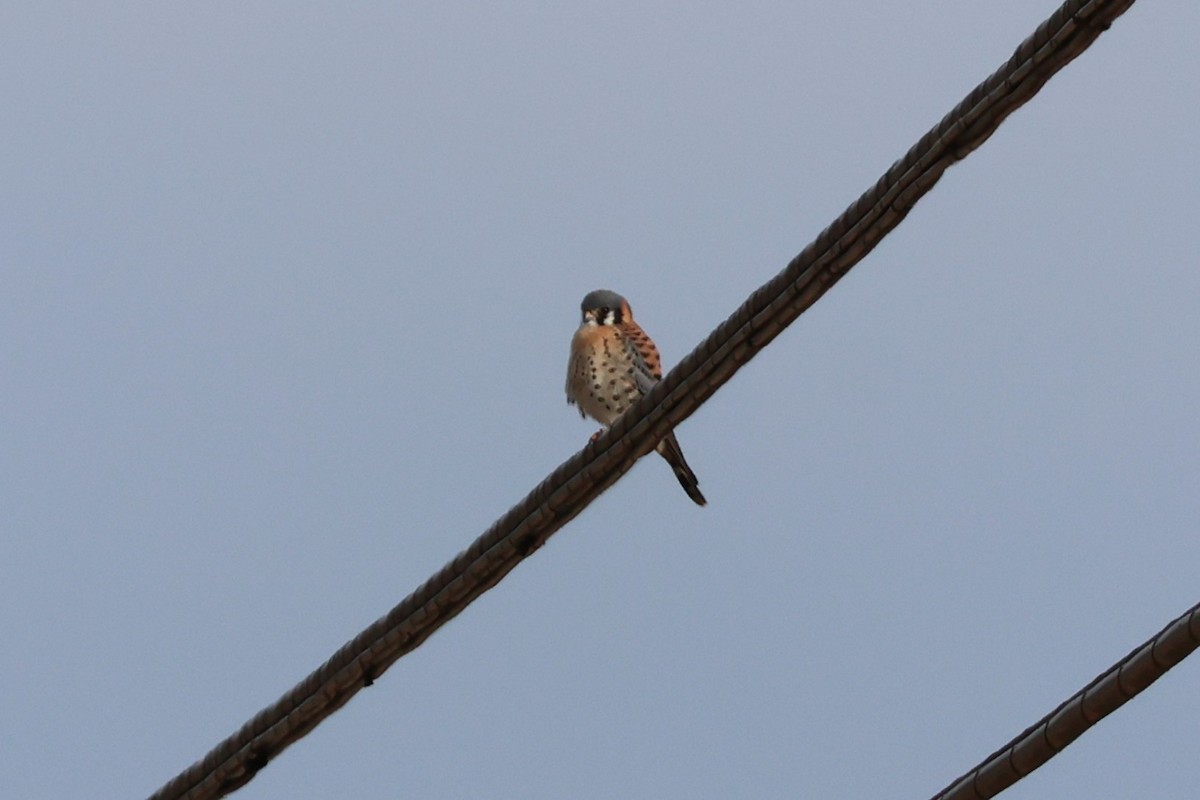 poštolka pestrá - ML645739420