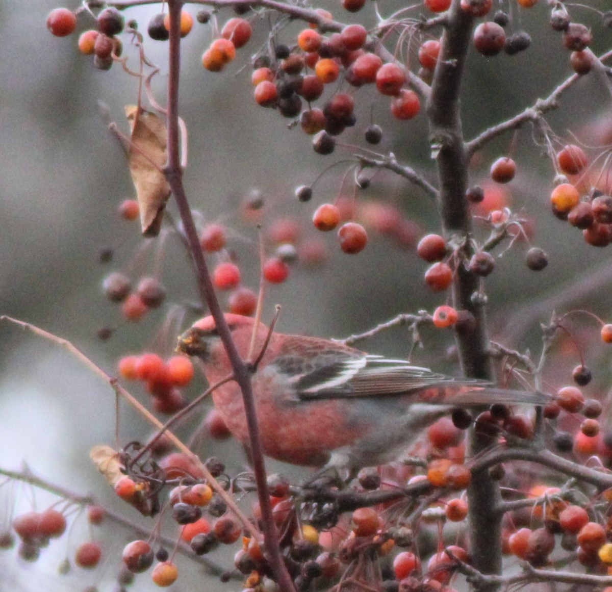 Tayga Çütresi - ML645739425