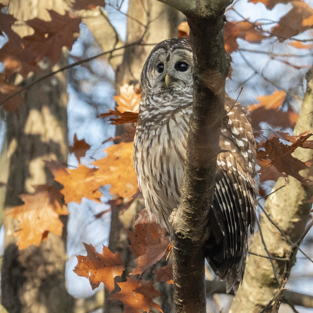 Barred Owl - ML645739427