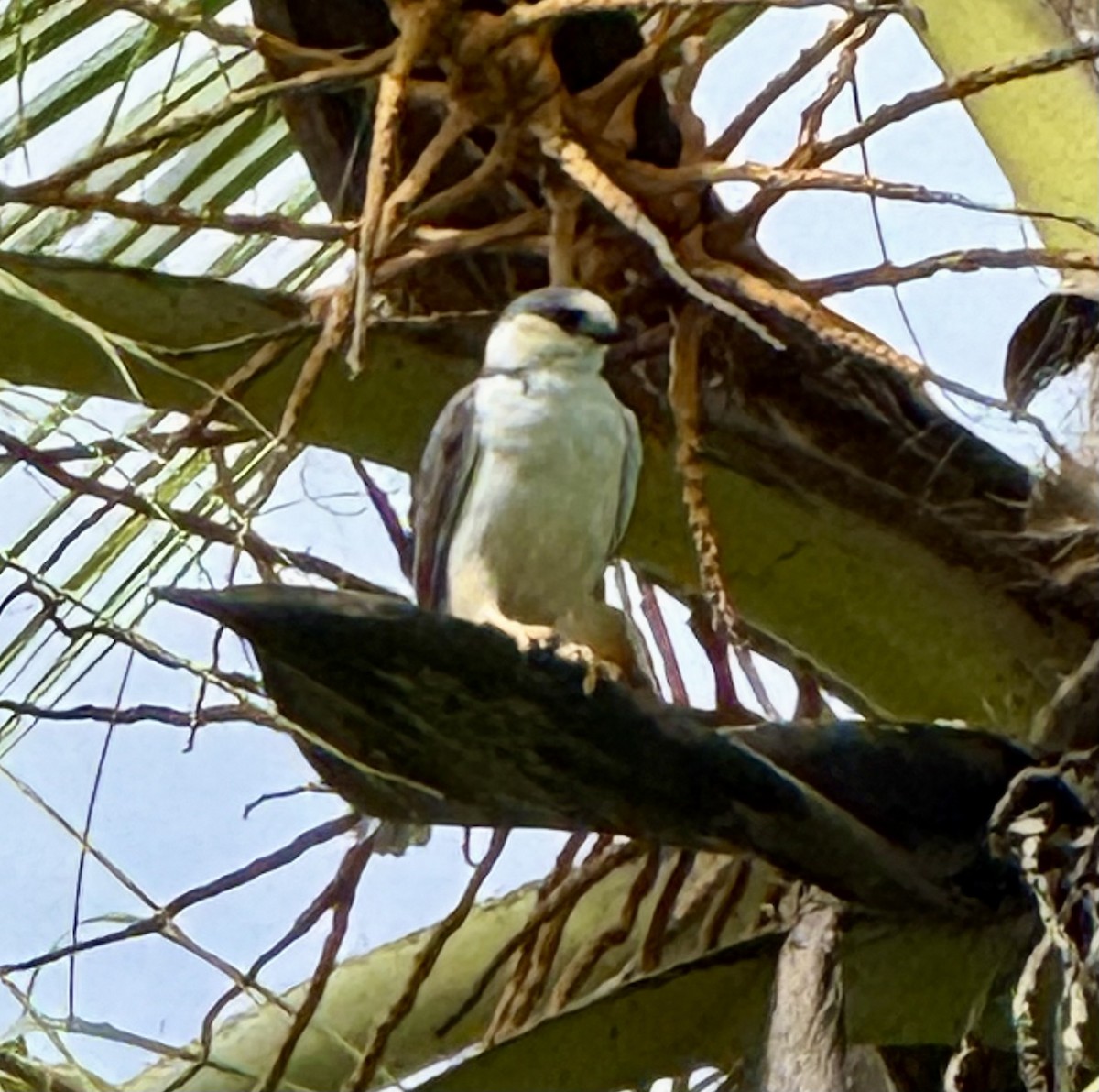 Pearl Kite - ML645739438