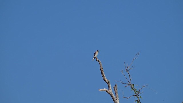American Kestrel - ML645739439
