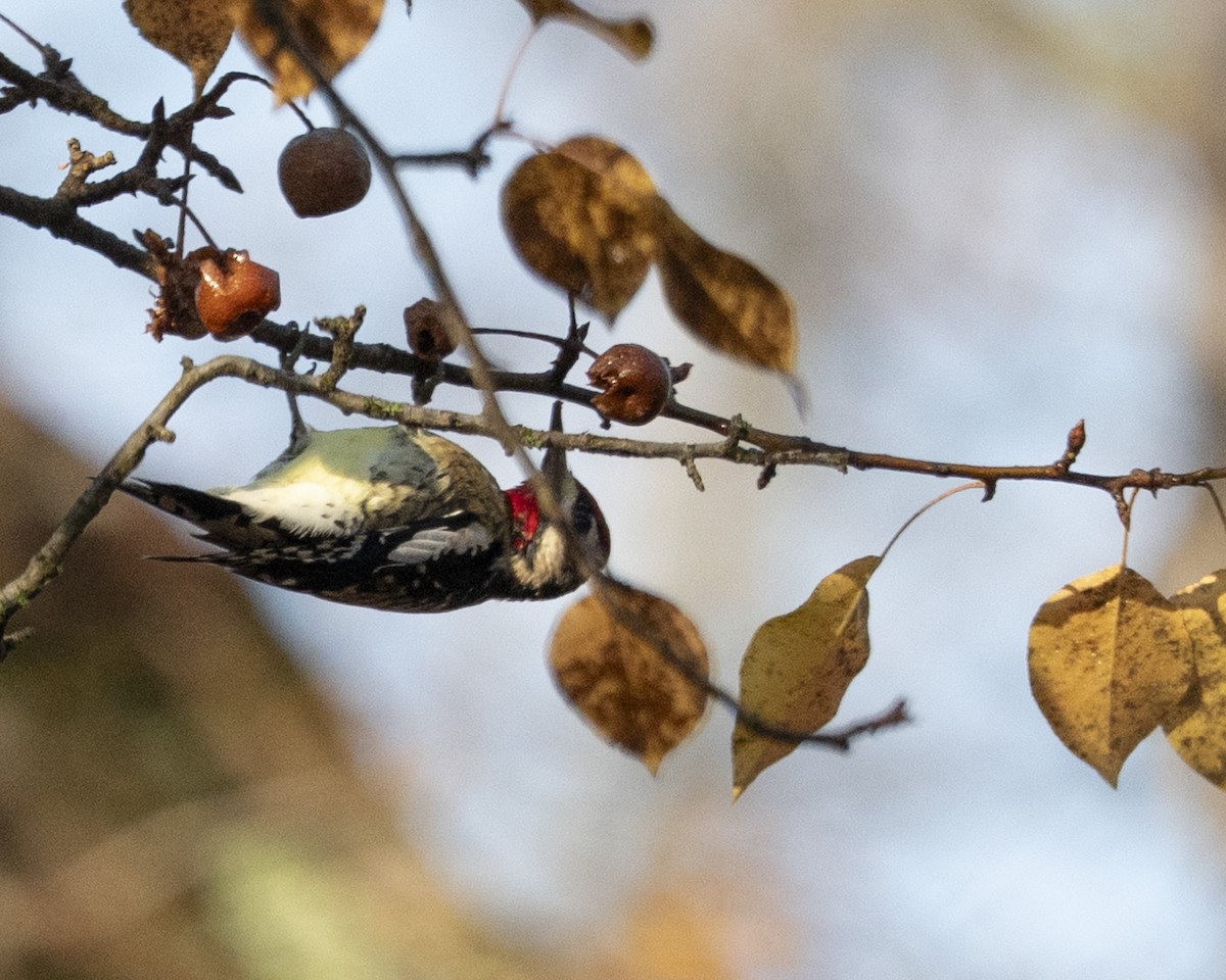 Yellow-bellied Sapsucker - ML645739440