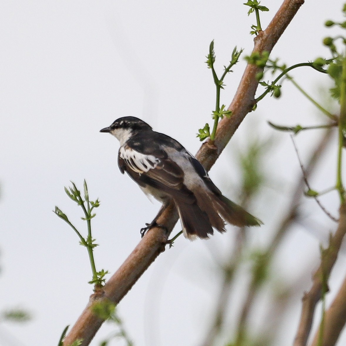 White-shouldered Triller - ML645739448