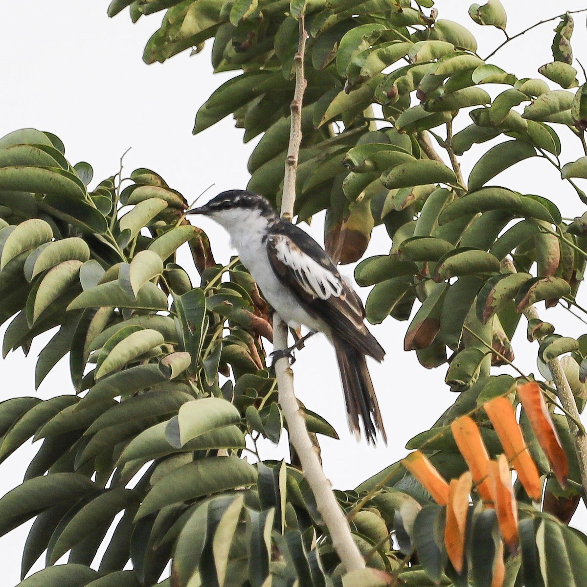 White-shouldered Triller - ML645739449