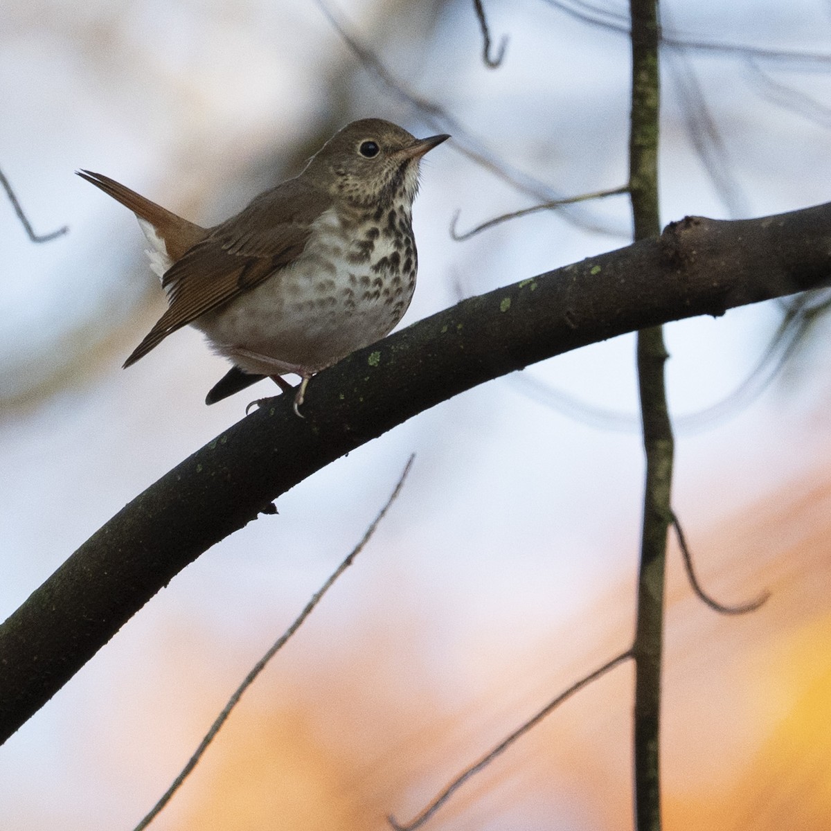 Hermit Thrush - ML645739451
