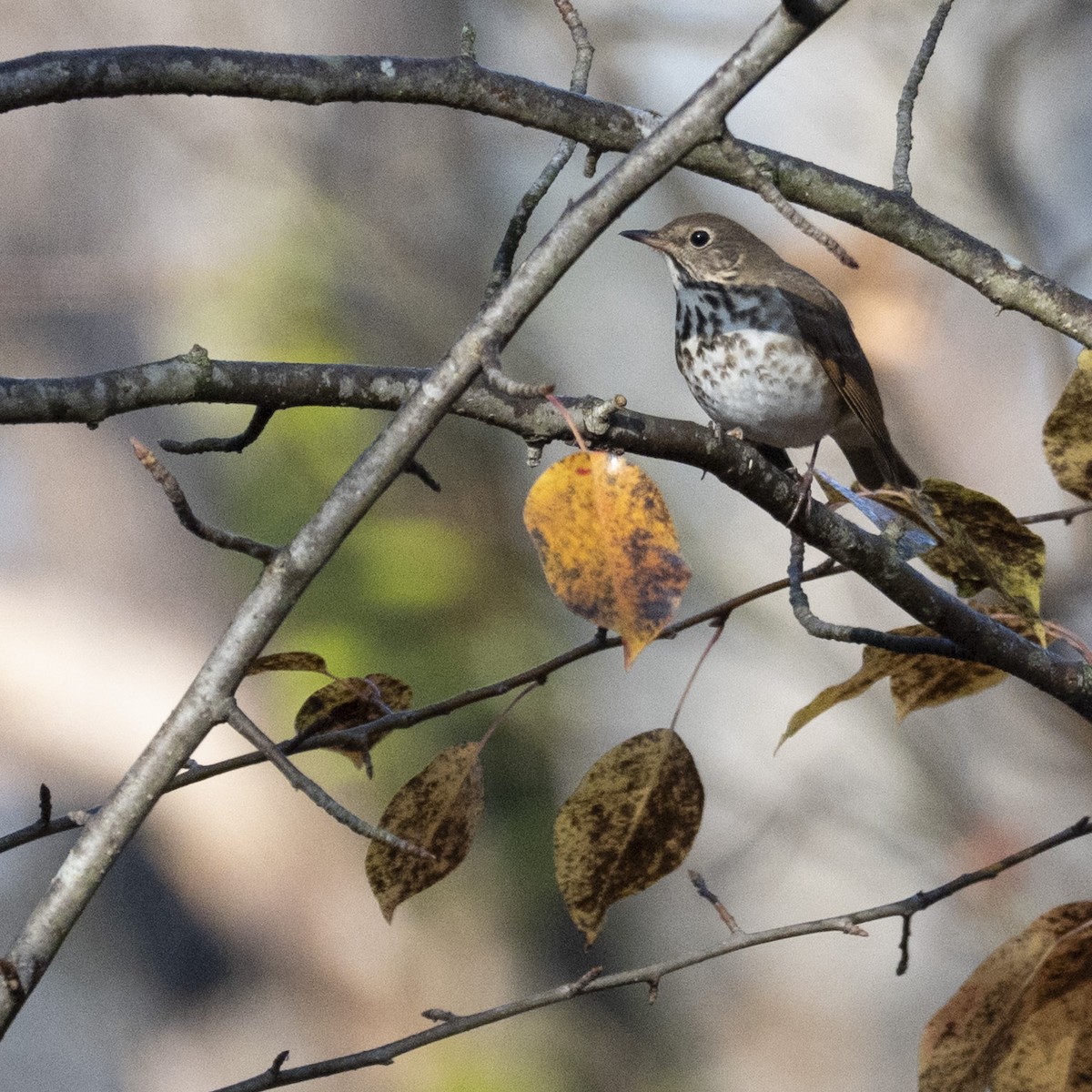 Hermit Thrush - ML645739452