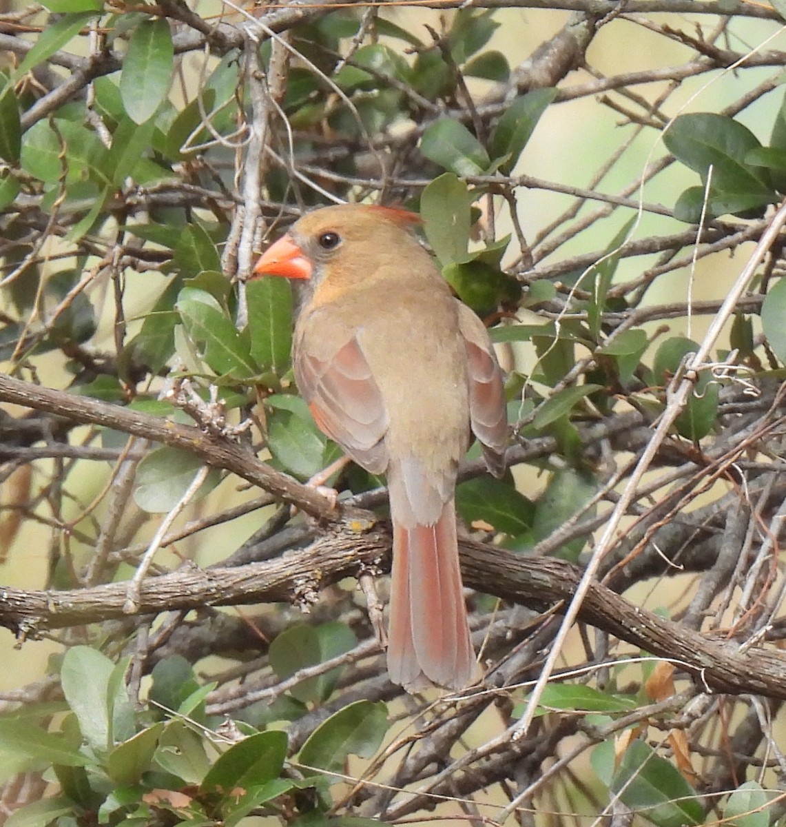 Northern Cardinal - ML645739455