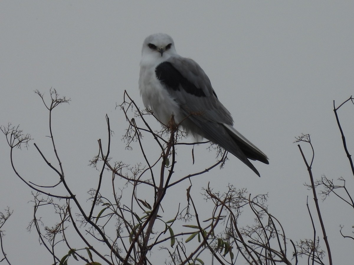 White-tailed Kite - ML645739472
