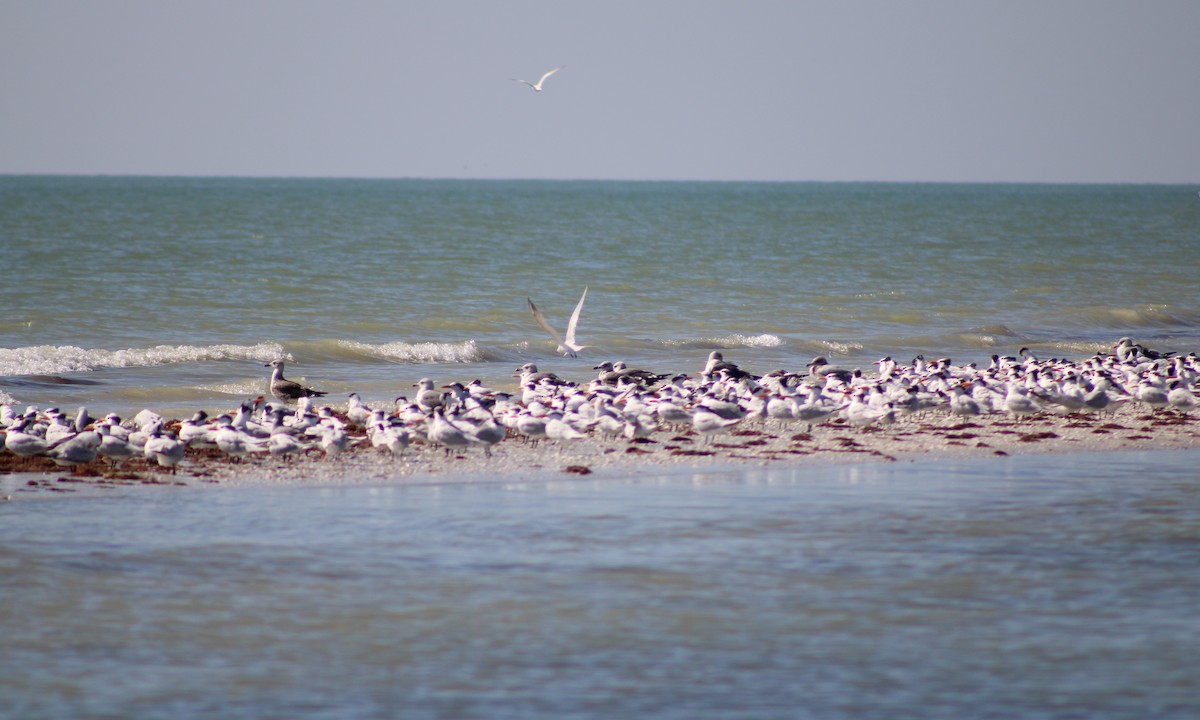 Royal Tern - ML645739475