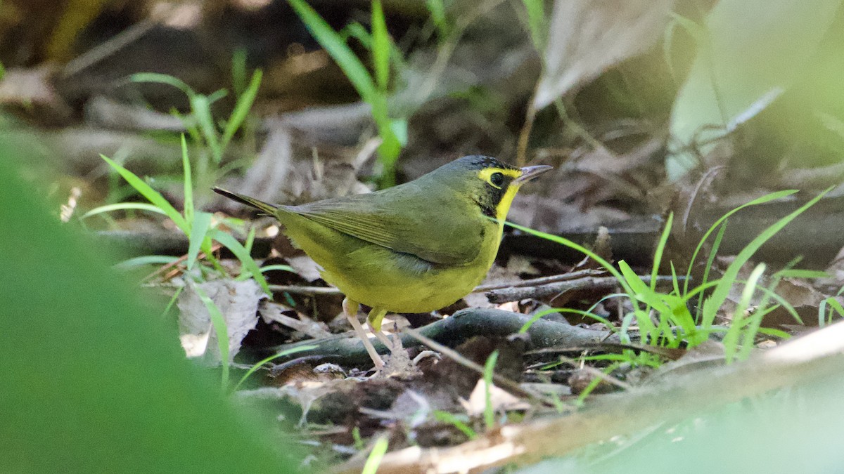 Kentucky Warbler - ML645739477