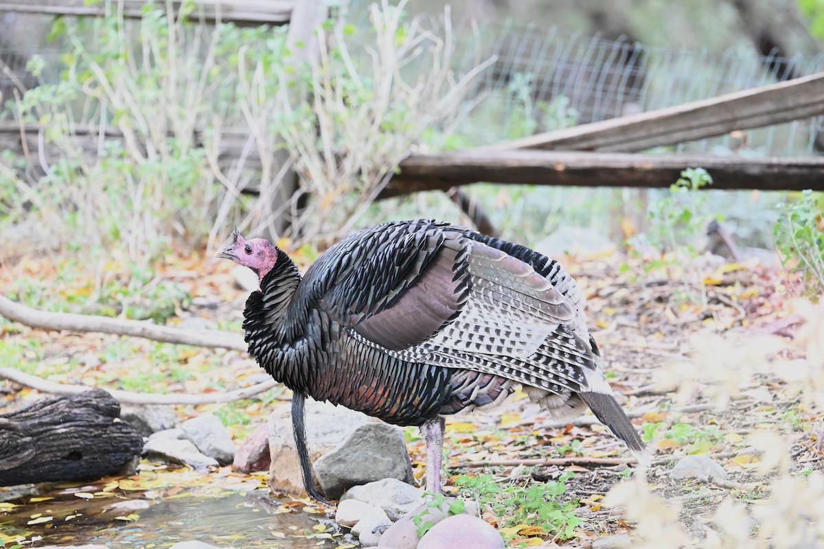 krocan divoký - ML645739480