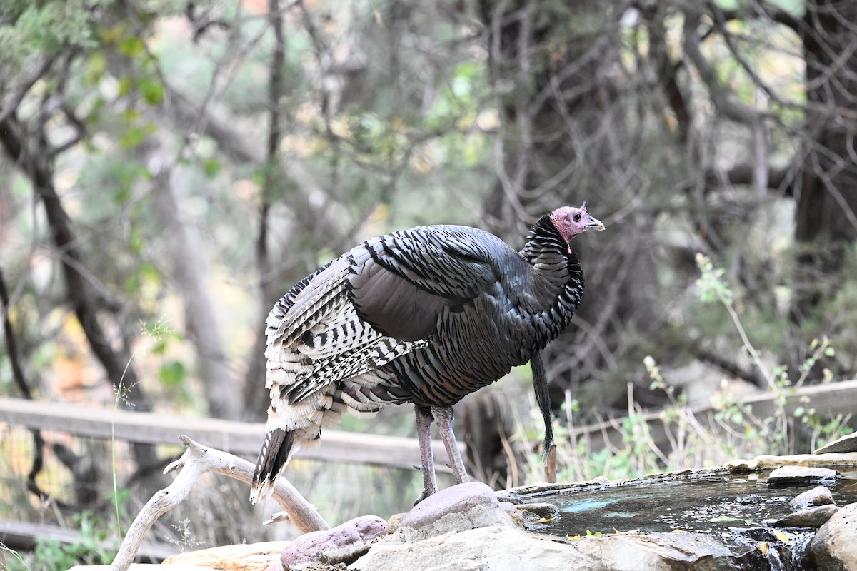 krocan divoký - ML645739481