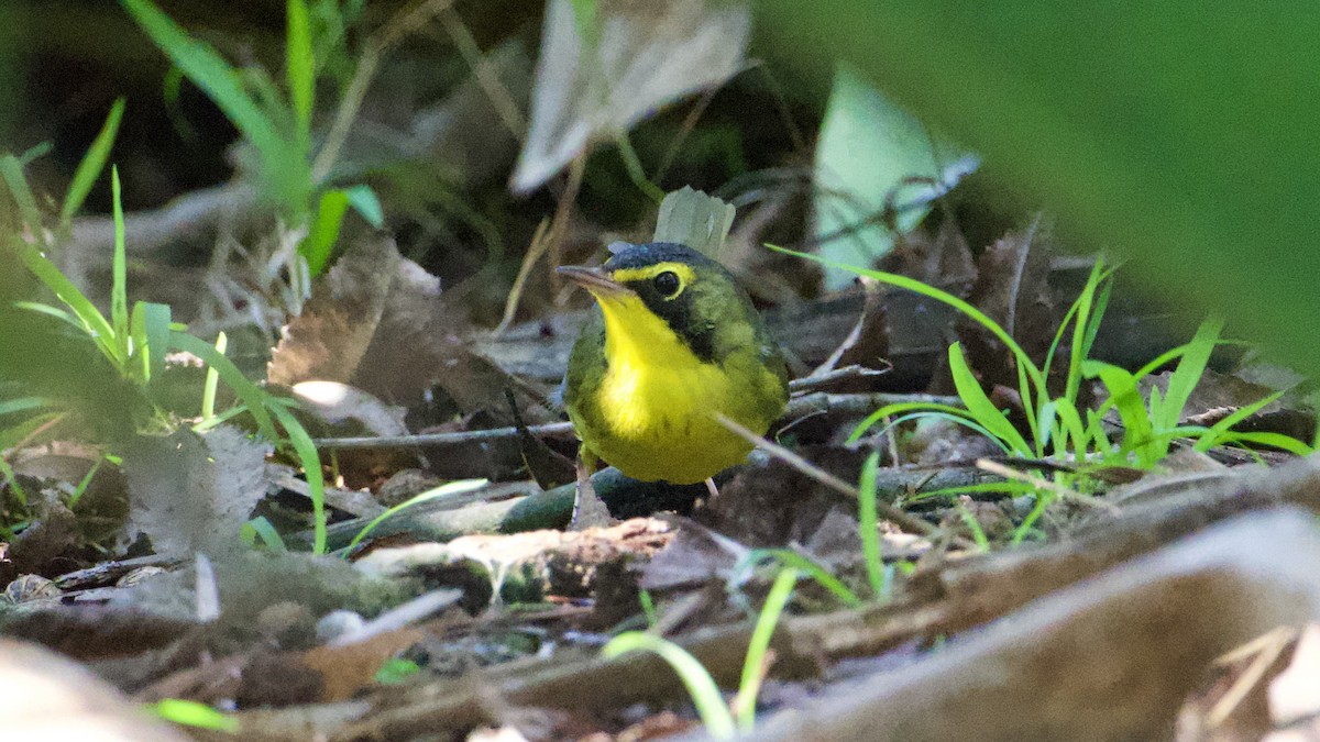 Kentucky Warbler - ML645739487