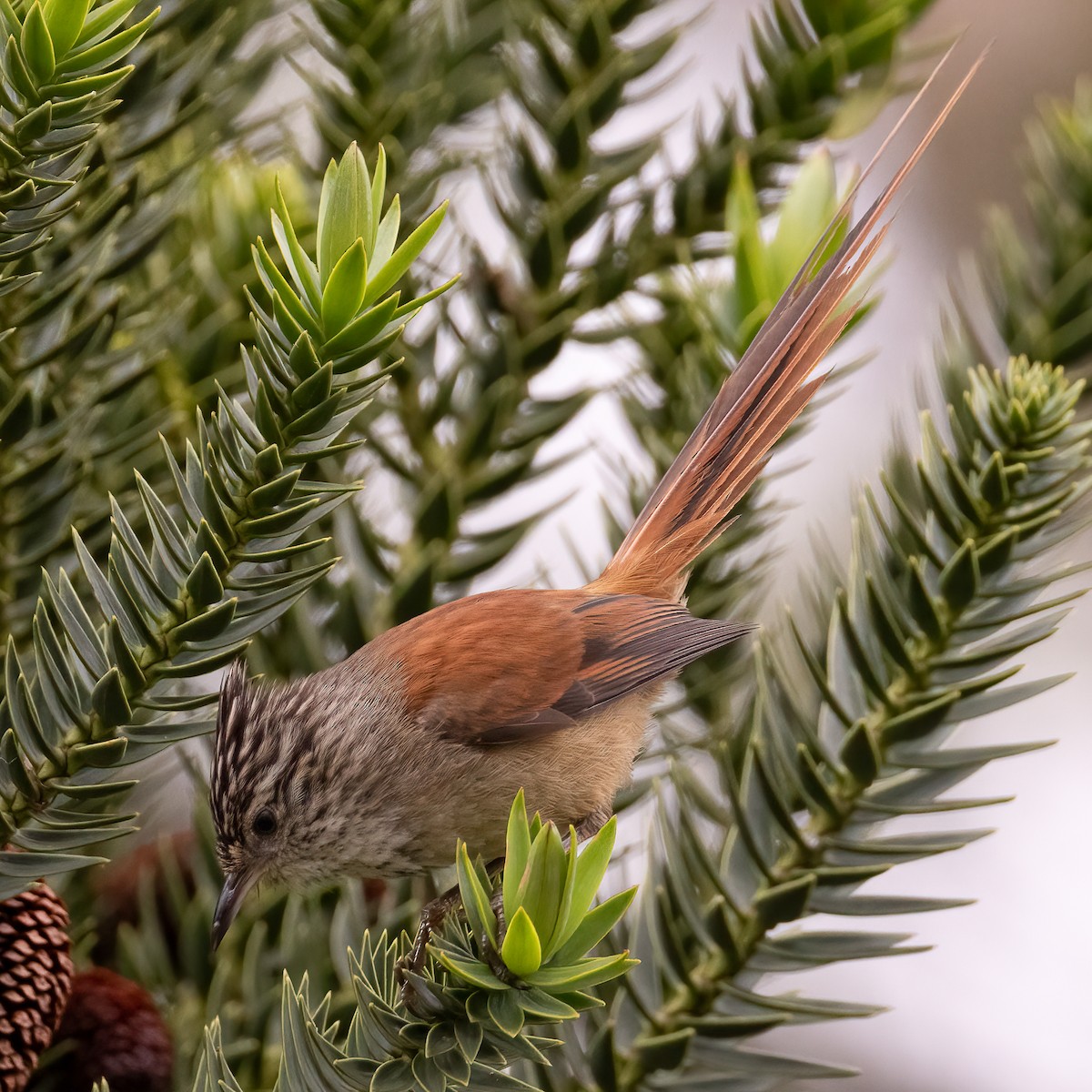 Araucaria Tit-Spinetail - ML645739510