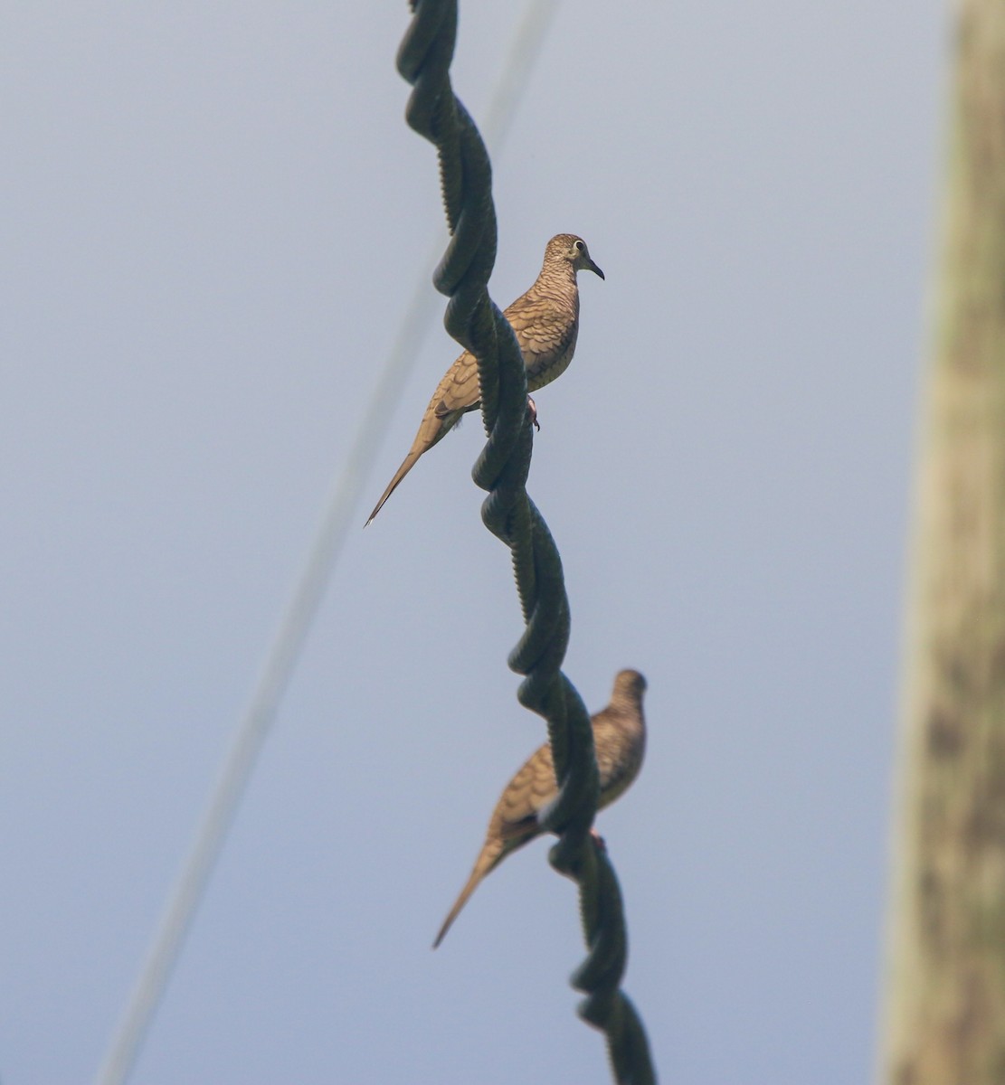 Inca Dove - ML645739519