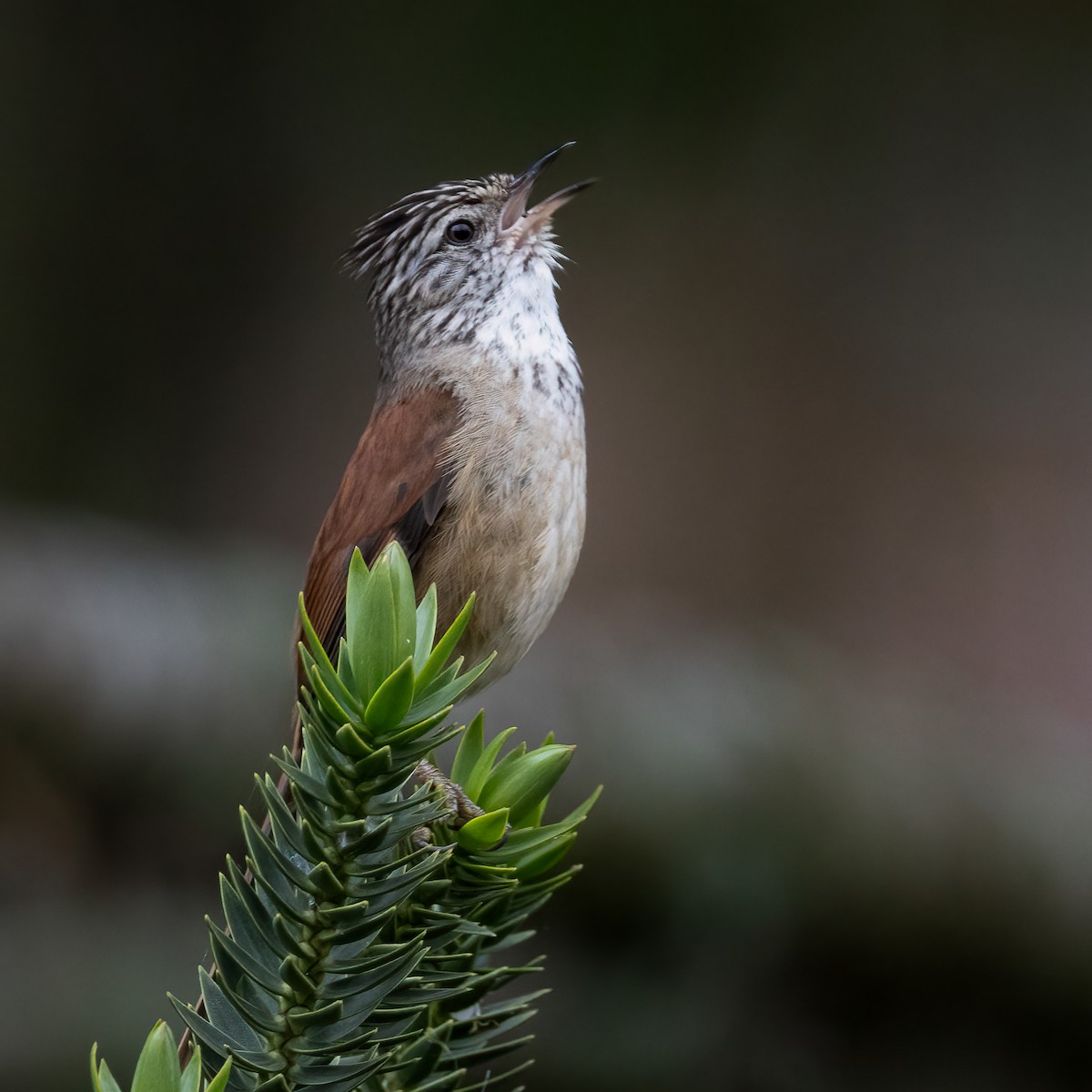 Araucaria Tit-Spinetail - ML645739523