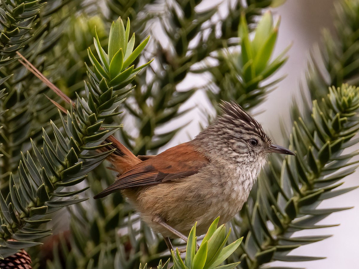 Araucaria Tit-Spinetail - ML645739533