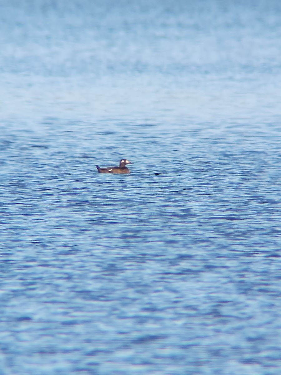 White-winged Scoter - ML645739535