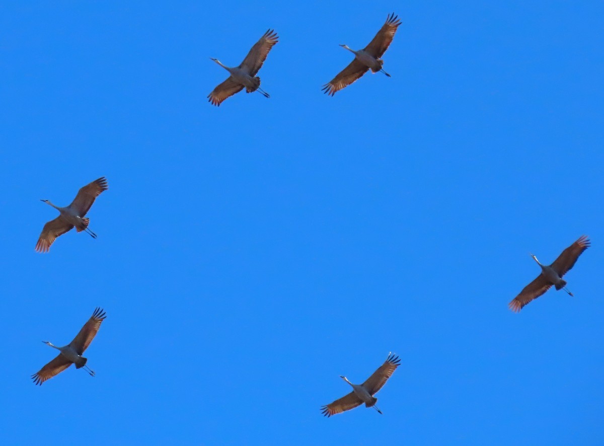 Sandhill Crane - ML645739537