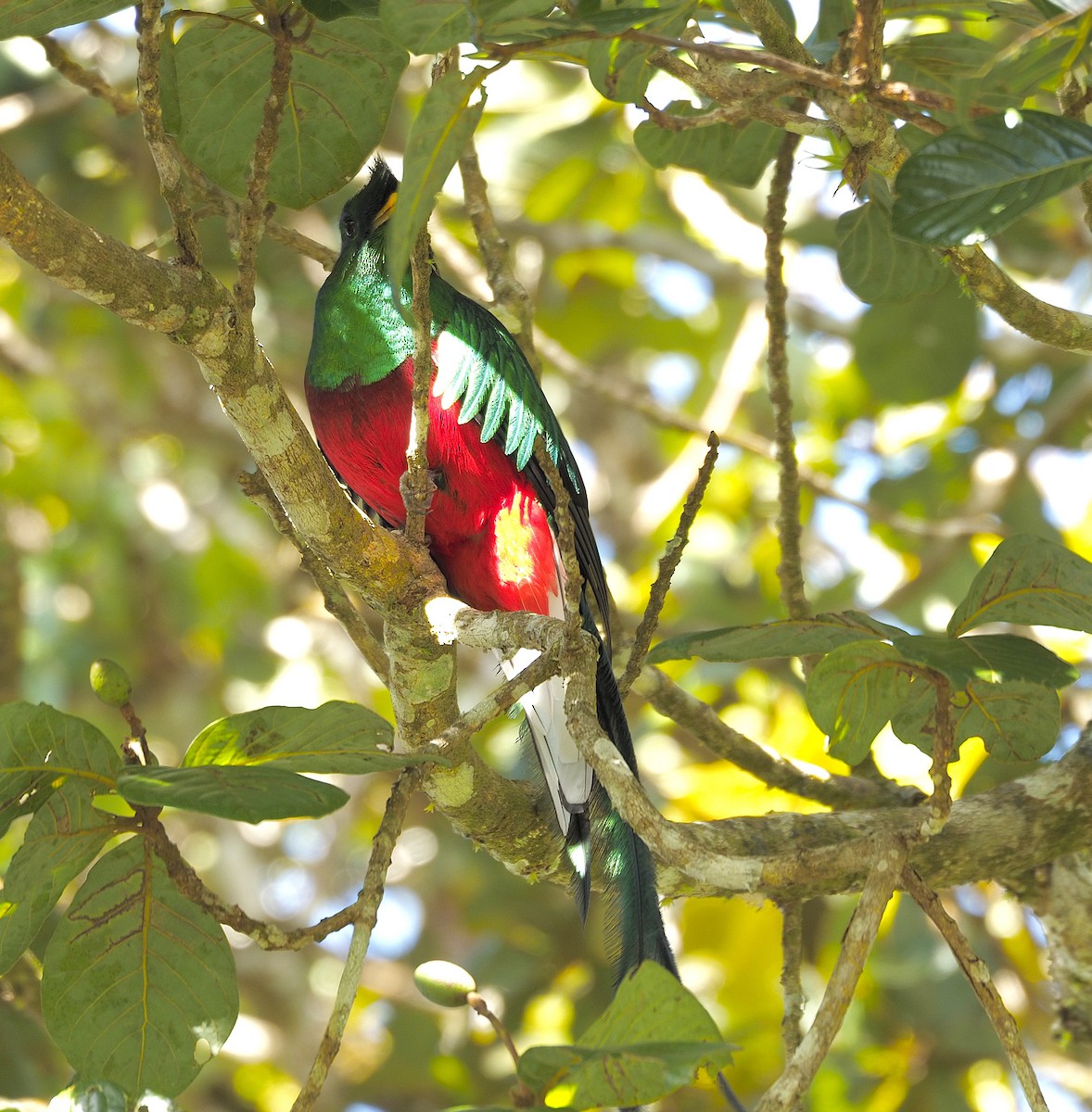 Resplendent Quetzal - ML645739538