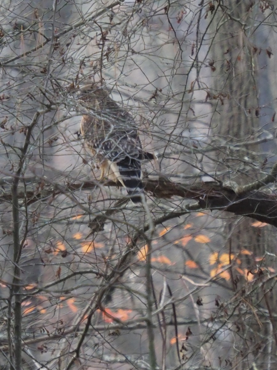 Red-shouldered Hawk - ML645739543
