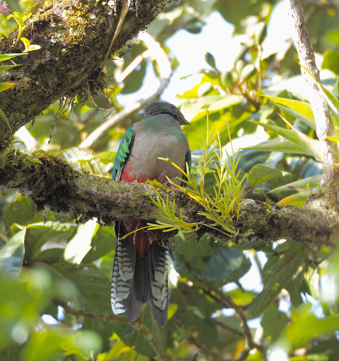 Resplendent Quetzal - ML645739544