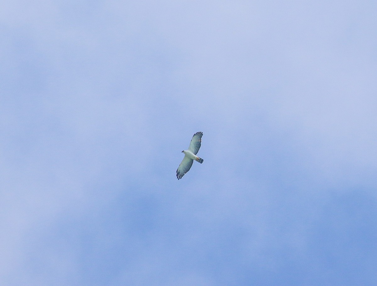 Black-and-white Hawk-Eagle - ML645739546