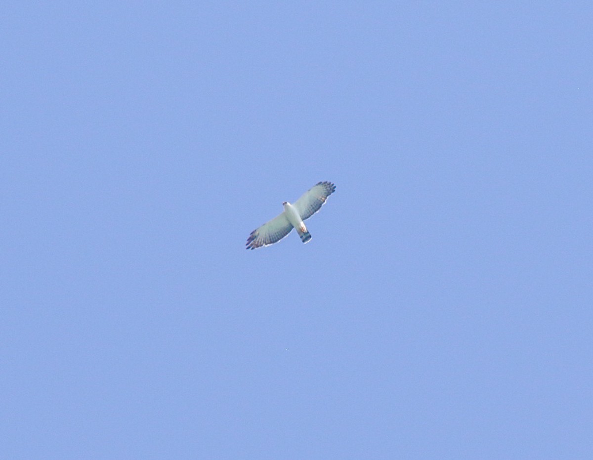 Black-and-white Hawk-Eagle - ML645739547