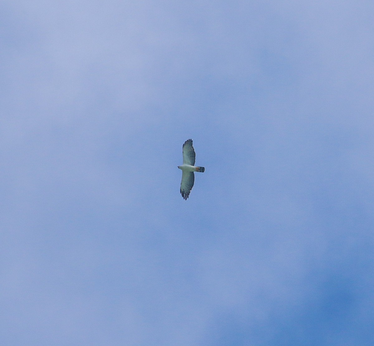 Black-and-white Hawk-Eagle - ML645739548