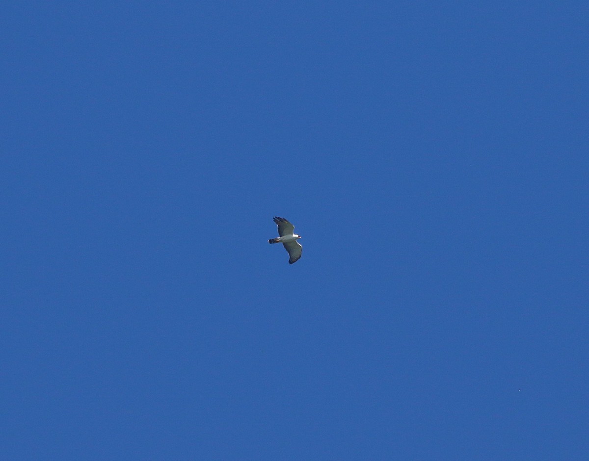 Black-and-white Hawk-Eagle - ML645739549