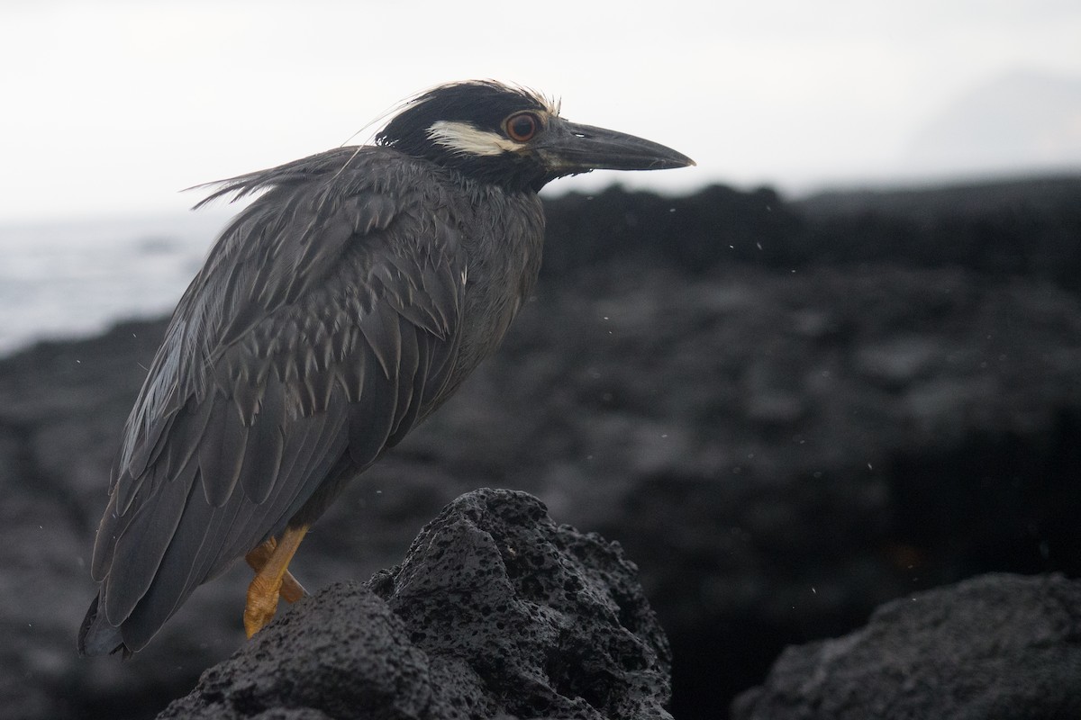 Yellow-crowned Night Heron (Galapagos) - ML645739554