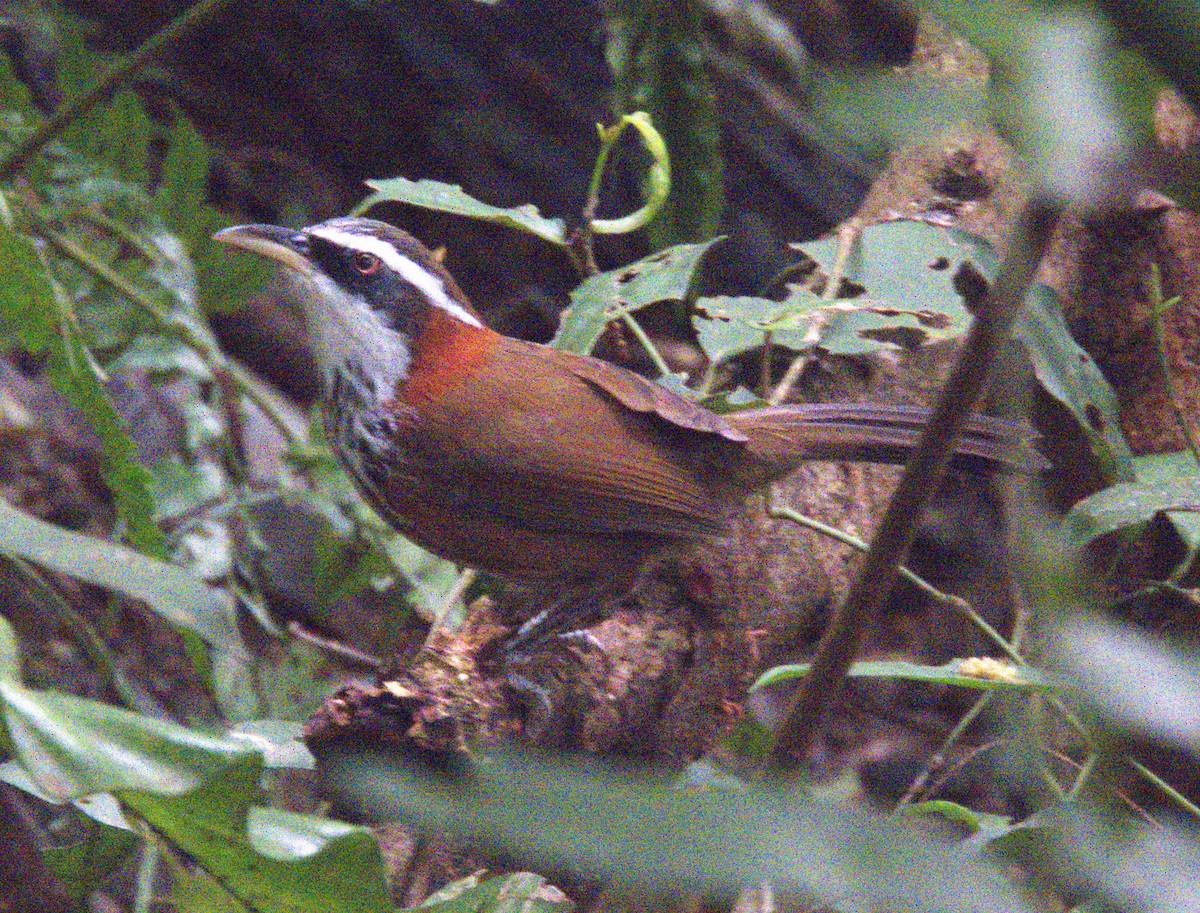 Taiwan Scimitar-Babbler - ML645739556