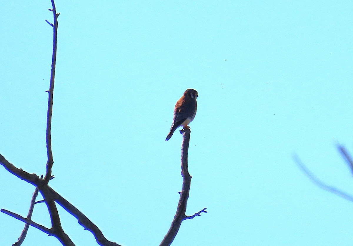 American Kestrel - ML645739561
