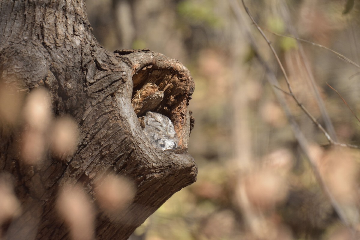 Eastern Screech-Owl - ML645739563