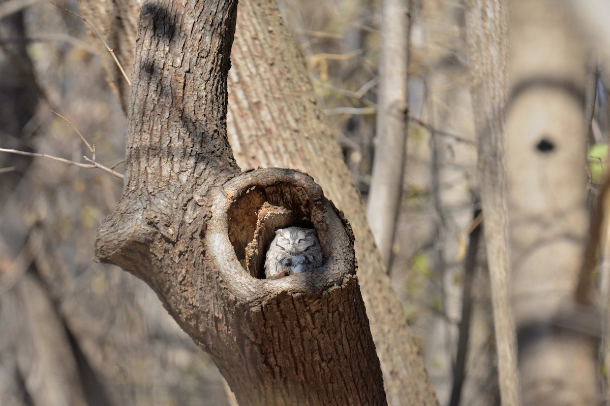 Eastern Screech-Owl - ML645739564